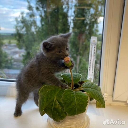 Котенок мальчик бесплатно