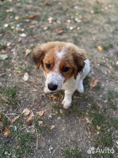 Собаки щенки