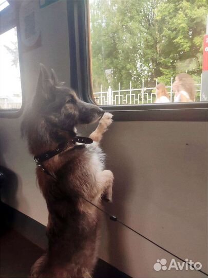 Нереально классный пес