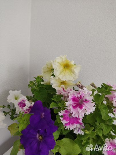 Петунья ампельная