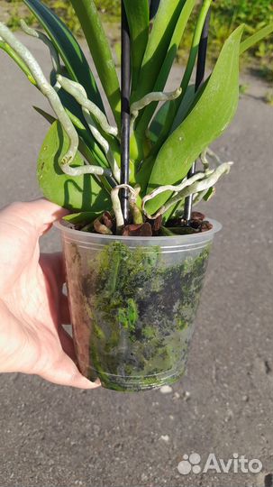 Орхидея фаленопсис трилипс