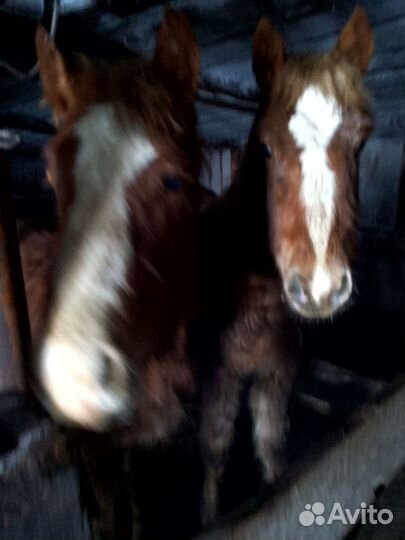 Жеребята тяжеловозы
