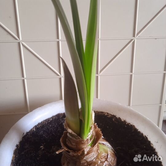 Гиппеаструм амариллис