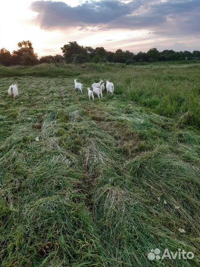 Продаются дойные козы молочной породы