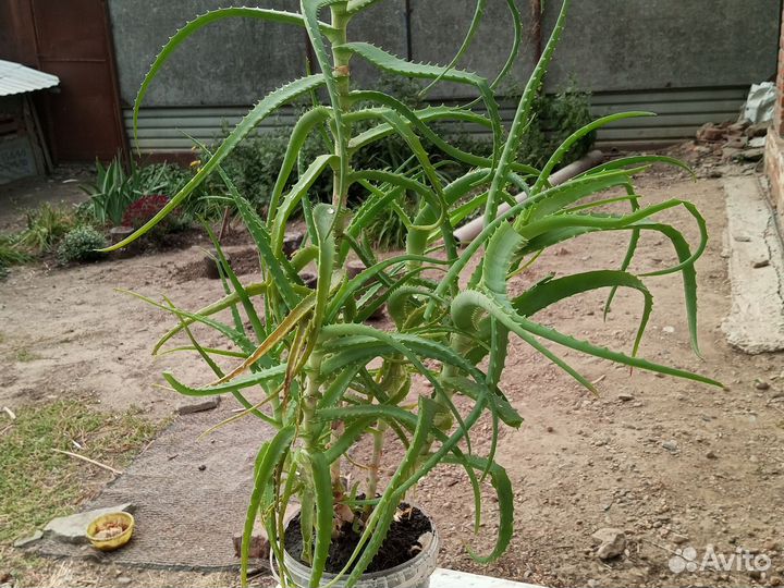 Алоэ столетник 5летний. Предложите свою цену