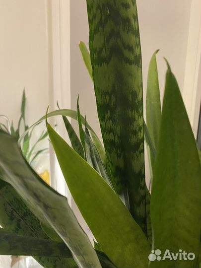 Сансевиерия / щучий хвост с керамическим горшком