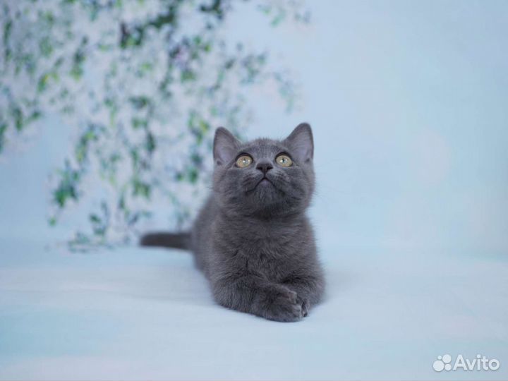 Манчкины