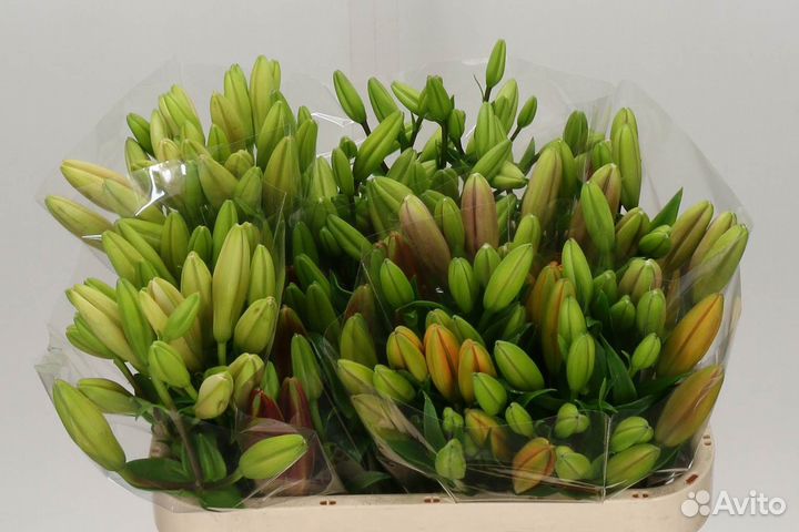 Луковицы лилии оптом