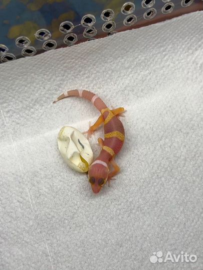 Геккон эублефар