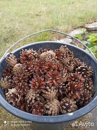 Шишки сосновые