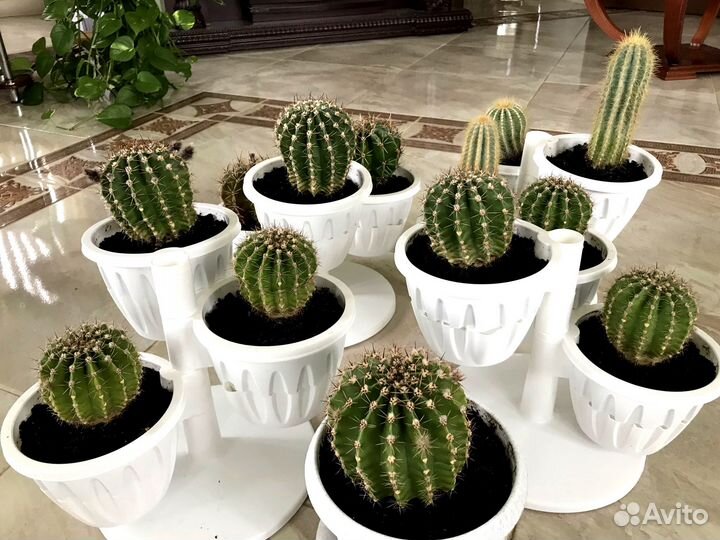 Кактус цветущий