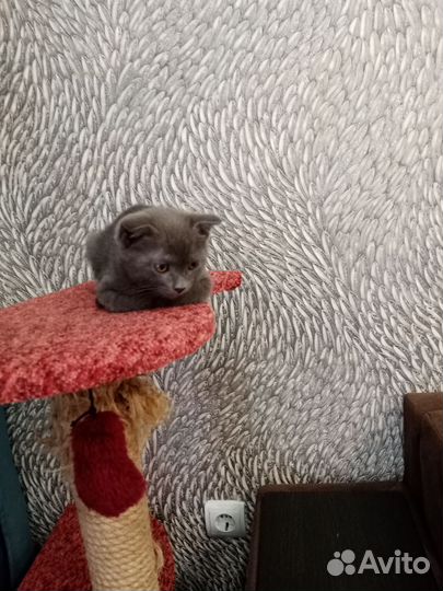 Британская