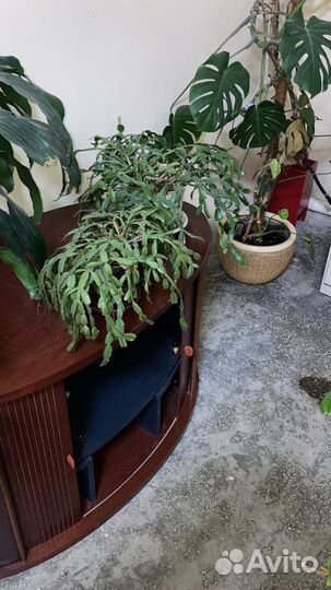 Цветы в ассортименте