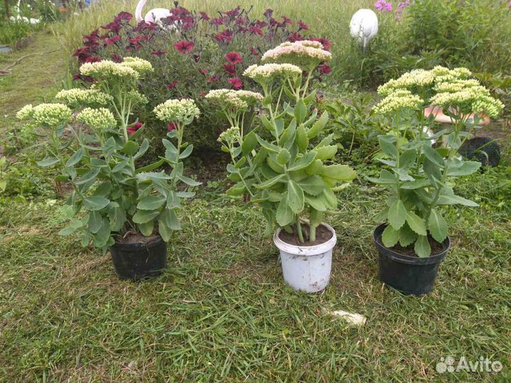 Очиток - саженцы для сада