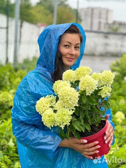 Гортензия метельчатая