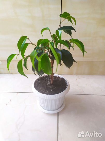 Фикус бенджамина