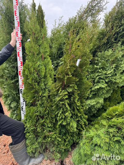 Туя западная Smaragd