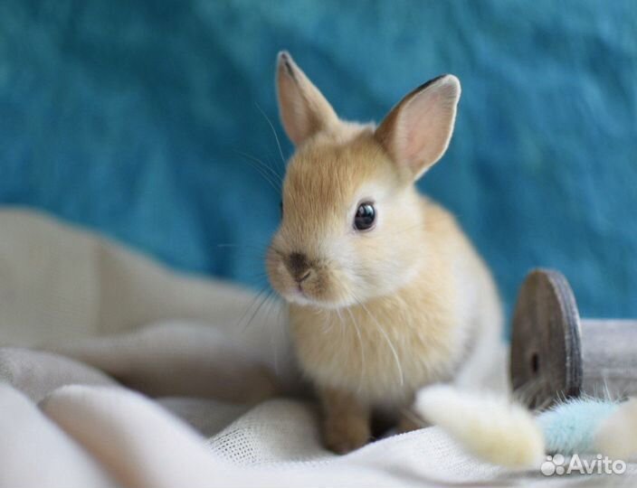 Карликовые кролики от Оли