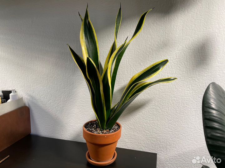 Сансевиерия блэк голд