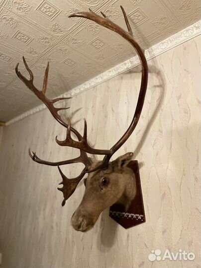 Чучело голова Оленя, рога