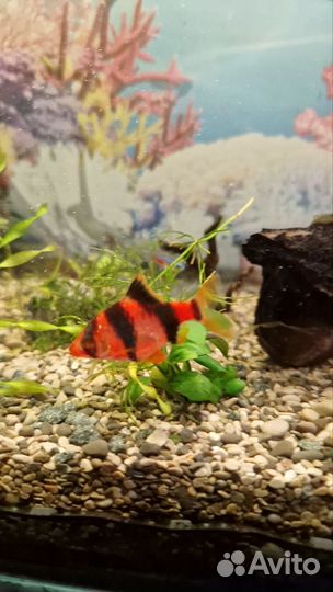 Барбус красный