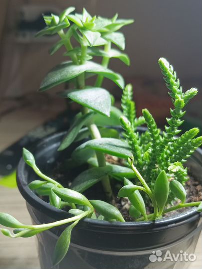 Три суккулента в одном горшочке