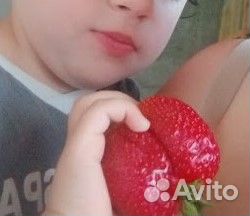 Саженцы супер крупной и сладкой клубники Лорд, зкс