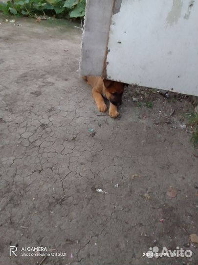 Отдам бесплатно