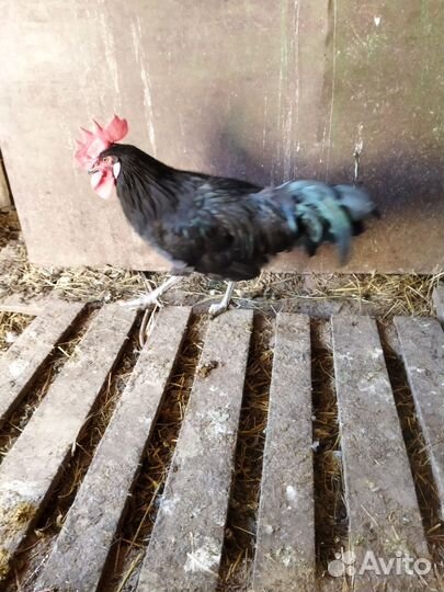 Молодые петухи