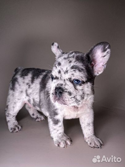 Щенки французского бульдога