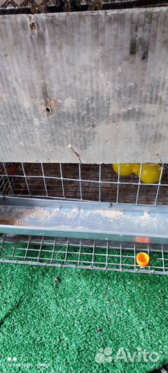 Клетка для перепелок