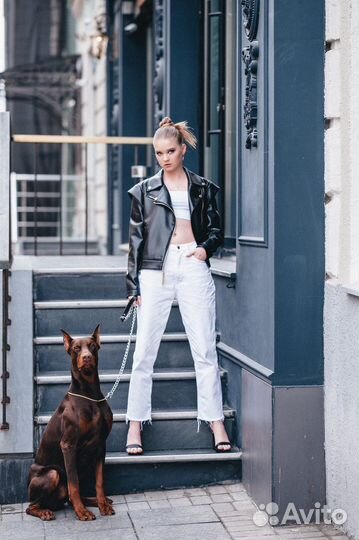 Доберман для фотосессии