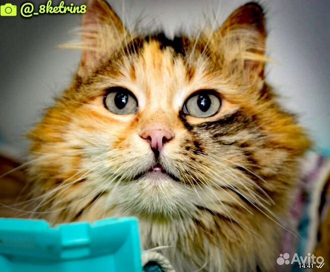 Кошки в добрые руки