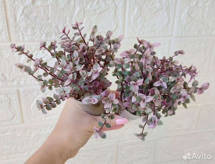 Мелколиственные