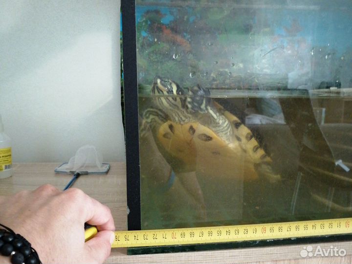 Черепаха с аквариумом