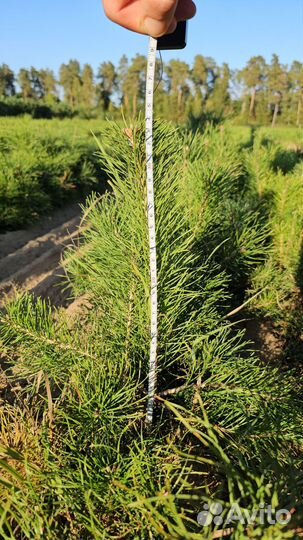 Саженцы ели окс от производителя
