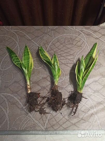 Сансевиерия