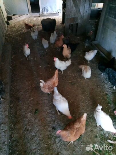 Куры несушки