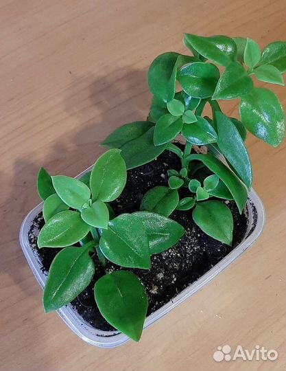 Аптения и другие комнатные цветы