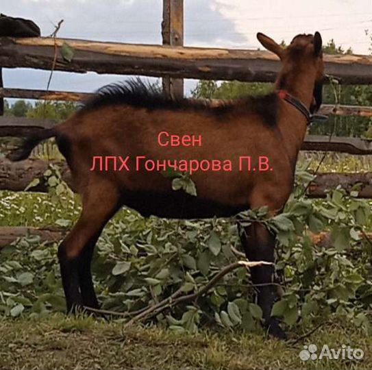 Козлики и козочки, коза дойная альпийской породы