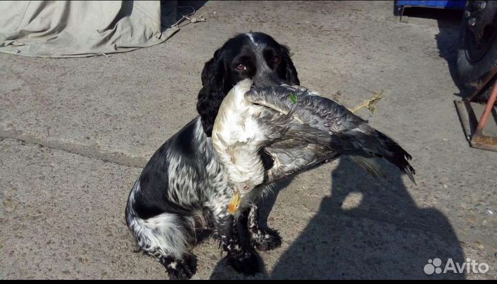 Русский охотничий спаниель щенки