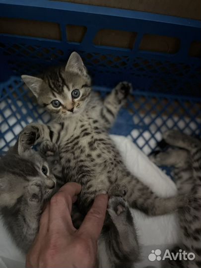 Британские котята