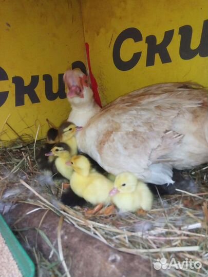 Утята мускусной утки