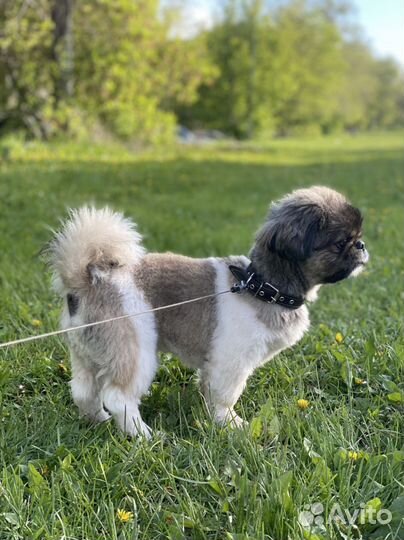 Вязка Пекинес