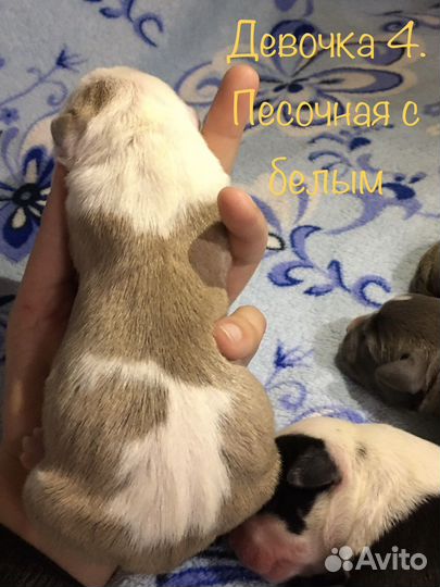 Щенки стаффа