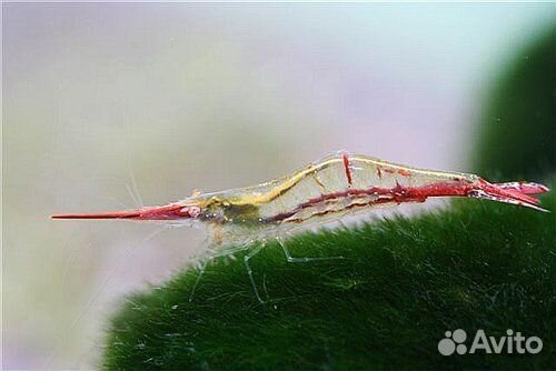Креветка Пиноккио (Caridina gracilirostris), Крев