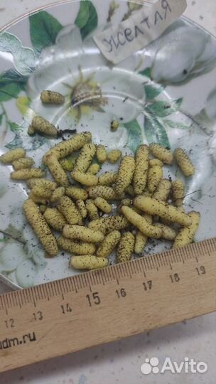 Ризомы ахименесов