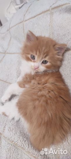 Отдам котенка