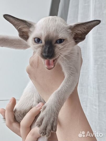 Ориентальные котята