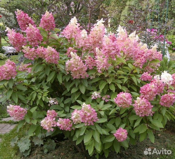 Гортензия метельчатая 